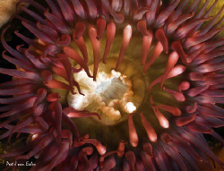 Plum colour  anemone at Star walls a premium dive site in... by Peet Van Eeden 